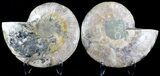 Wide Split Ammonite Pair - Crystal Pockets #30166-1